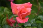 Zambra '92 rose photo