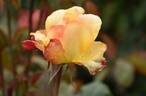 Speelwark ™ rose photo