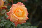 Speelwark ™ rose photo