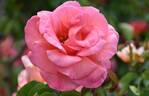 Zambra '92 rose photo