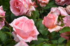 Hamamirai rose photo