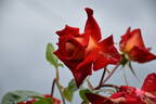 Kagayaki rose photo