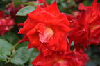 Kagayaki rose photo
