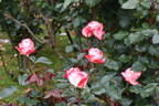 Nostalgie ® rose photo
