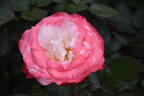 Nostalgie ® rose photo