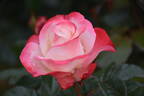 Nostalgie ® rose photo