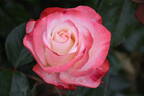 Nostalgie ® rose photo