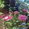 Pomponella ® rose photo