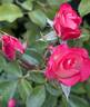 Easy Girl rose photo