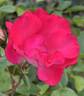 Easy Girl rose photo
