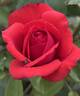Sonoran Desert rose photo