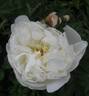 Immaculée peony photo