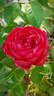 Ascot rose photo
