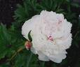 Alice Harding peony photo