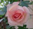 Meine Rose rose photo