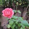 Pick'n Go rose photo