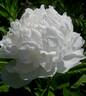 Madame Claude Tain peony photo