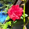 Docteur Watson rose photo