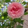 Meine Rose rose photo