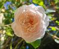 La Belle Rouet rose photo