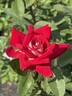 Love rose photo