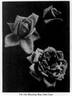 John Cook rose photo