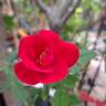 Ruby Ruby ™ rose photo