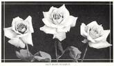 Florex rose photo