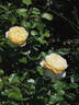 Marzipan rose photo