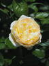 Marzipan rose photo