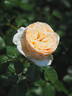 Marzipan rose photo