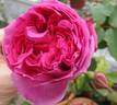 Mrs. Reynolds Hole rose photo