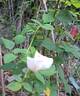 Eve de Rothschild rose photo