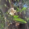 Bridal Meillandina rose photo