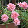 Madame Berkeley rose photo