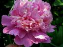 Gloire de Charles Gombault peony photo