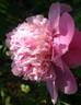 Gloire de Charles Gombault peony photo