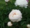 Shirley Temple peony photo