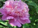 Gloire de Charles Gombault peony photo
