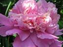 Gloire de Charles Gombault peony photo