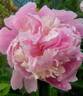 Gloire de Charles Gombault peony photo