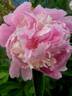 Gloire de Charles Gombault peony photo
