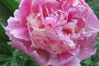 Gloire de Charles Gombault peony photo