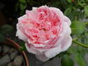 Schöne Maid ® rose photo