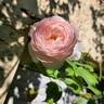 La Belle Rouet rose photo