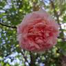 Meine Rose rose photo