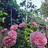 Pomponella ® rose photo