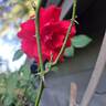 Docteur Watson rose photo