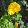 Urban Streetlight Sunmaid rose photo