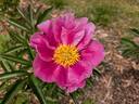 Dancing Butterflies peony photo
